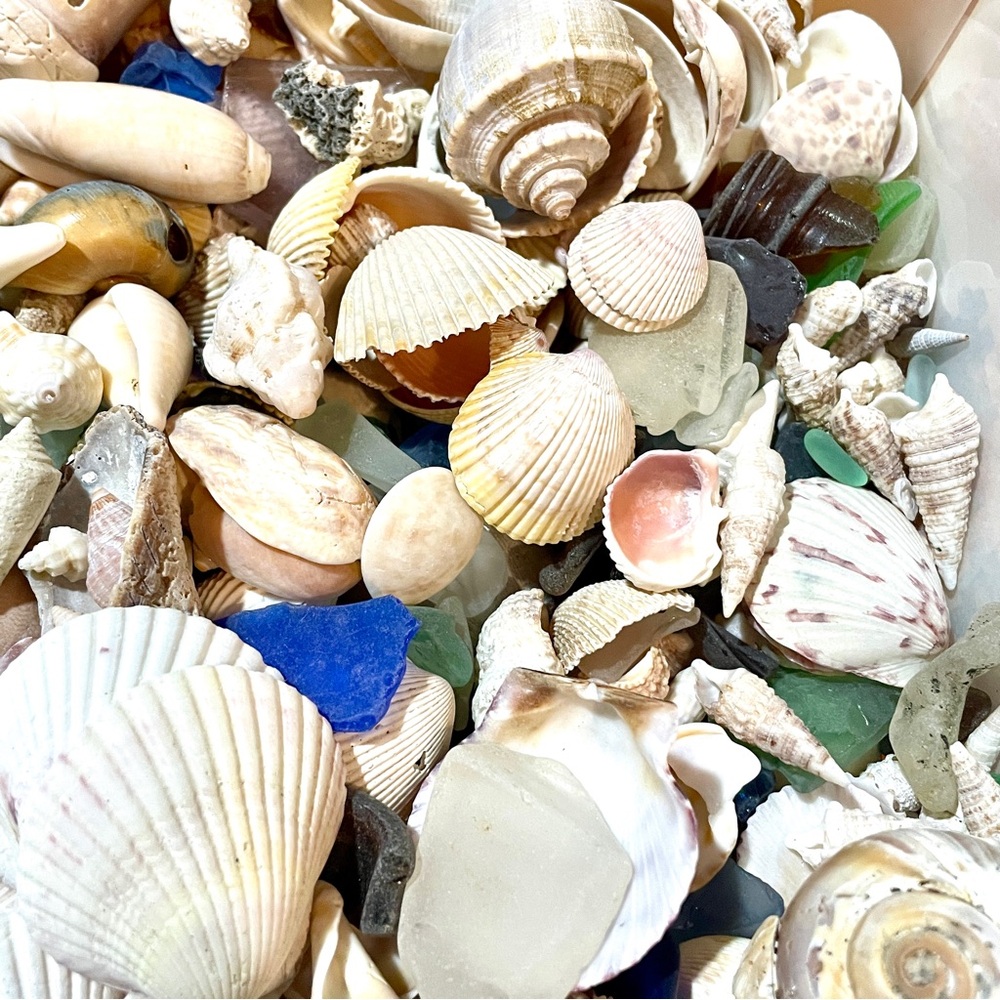 Assorted Shells and Beach Glass - 30 Pieces